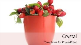  Presentation with hip - Cool new PPT layouts with ripe hip roses with leaves backdrop and a coral colored foreground