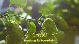  Presentation with green leaves - PPT theme consisting of ripe-hop-cones-on-bush background and a tawny brown colored foreground