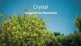  Presentation with lemons - Cool new slide deck with ripe lemons hanging on a tree in greece little garden near house backdrop and a teal colored foreground