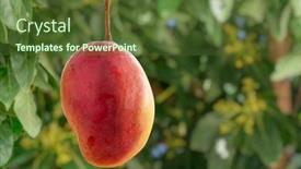  Presentation with fruits mango - PPT theme enhanced with ripe-mango-fruits-on-mango background and a  colored foreground