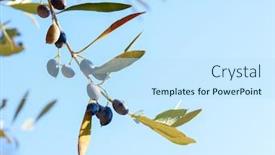  Presentation with olive tree branch ripe - Amazing slide set having ripe-olives-on-the-branch backdrop and a sky blue colored foreground