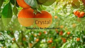  Presentation with orange - Slides featuring ripe-orange-fruits-on-orange and a gold colored foreground