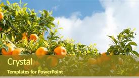  Presentation with olive tree branch ripe - Slide set consisting of ripe oranges at orange tree background and a tawny brown colored foreground