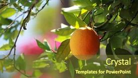  Presentation with orange fruit - Cool new slide deck with ripe oranges on an orange tree close-up shallow dof focus on fruit's edge backdrop and a tawny brown colored foreground