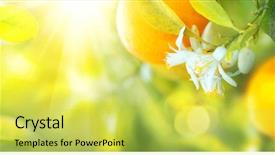  Presentation with growing tree - Beautiful PPT theme featuring ripe oranges or tangerines hanging backdrop and a yellow colored foreground