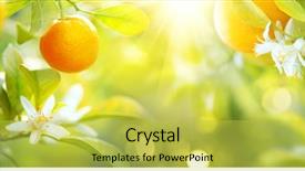  Presentation with growing tree - Slide deck having ripe oranges or tangerines hanging background and a yellow colored foreground