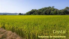  Presentation with paddy field - Slide set enhanced with ripe-paddy-rice-field background and a tawny brown colored foreground