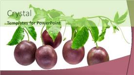  Presentation with passion - PPT theme having ripe-passion-fruits-on-maracuya background and a mint green colored foreground