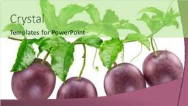  Presentation with passion - PPT layouts featuring ripe-passion-fruits-on-maracuya background and a mint green colored foreground