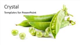  Presentation with green pea plant - Cool new presentation theme with ripe pea vegetable with green backdrop and a white colored foreground