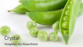  Presentation with green pea plant - Audience pleasing theme consisting of ripe pea vegetable with green backdrop and a soft green colored foreground