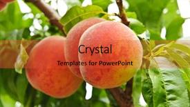  Presentation with ready - Beautiful presentation featuring ripe peaches ready to pick backdrop and a red colored foreground