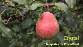  Presentation with pear - Audience pleasing PPT theme consisting of ripe-pear-on-a-branch backdrop and a tawny brown colored foreground