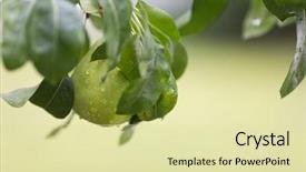  Presentation with water rain drop hanging on a fresh green leaf - PPT theme with ripe pear with rain drops background and a blonde colored foreground