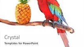  Presentation with olive tree branch ripe - PPT theme featuring ripe-pineapple-and-ara-parrot background and a white colored foreground