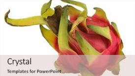  Presentation with pitahaya - Audience pleasing presentation design consisting of ripe pitahaya isolated on white backdrop and a soft green colored foreground