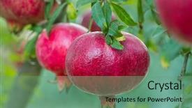  Presentation with pomegranate - PPT layouts having ripe pomegranate fruits background and a seafoam green colored foreground