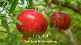  Presentation with pomegranate - Colorful PPT theme enhanced with ripe-pomegranate-fruits backdrop and a tawny brown colored foreground