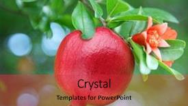  Presentation with pomegranate - Cool new presentation theme with ripe pomegranate on the branch backdrop and a red colored foreground