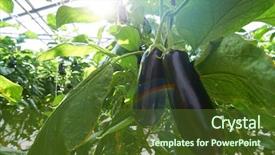  Presentation with growing - Presentation design enhanced with ripe purple eggplants growing background and a tawny brown colored foreground