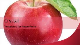  Presentation with red apple tree - Presentation theme having ripe red apple with apple background and a red colored foreground