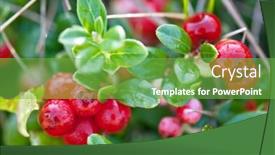  Presentation with red - Theme featuring ripe-red-cowberry-close-up background and a seafoam green colored foreground