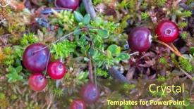  Presentation with moss - Presentation having ripe-red-cranberries-in-green background and a tawny brown colored foreground
