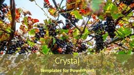  Presentation with grape - Slides featuring ripe-red-grape-branch background and a tawny brown colored foreground