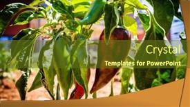  Presentation with pepper - Presentation theme enhanced with ripe-red-pepper-in-organic background and a tawny brown colored foreground