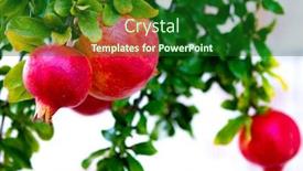  Presentation with pomegranate fruit - Audience pleasing PPT layouts consisting of ripe-red-pomegranate-fruit backdrop and a forest green colored foreground