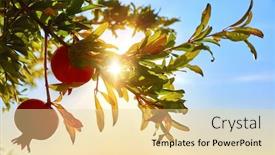  Presentation with horticulture - Audience pleasing slide set consisting of ripe-red-pomegranate-fruits backdrop and a blonde colored foreground