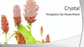  Presentation with sorghum - Audience pleasing PPT theme consisting of ripe red sorghum isolated backdrop and a white colored foreground