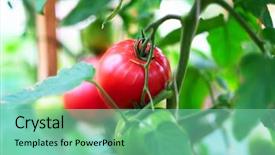  Presentation with tomato ketchup single red - Theme featuring green plants - ripe red tomatoes on plant background and a seafoam green colored foreground