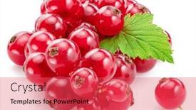  Presentation with berries - PPT layouts consisting of ripe-redcurrant-berries-on-white background and a  colored foreground