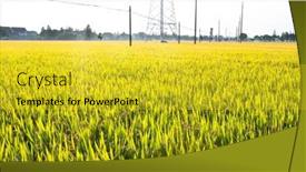  Presentation with rice field - Theme featuring ripe-rice-field-and-sky background and a yellow colored foreground