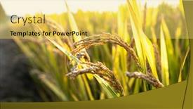  Presentation with rice field - Slide deck having ripe-rice-field-and-sky background and a yellow colored foreground