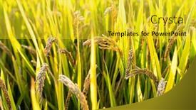  Presentation with rice field - PPT layouts enhanced with ripe-rice-field-and-sky background and a yellow colored foreground