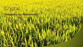  Presentation with rice field - Slides featuring ripe-rice-field-and-sky background and a gold colored foreground
