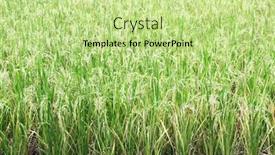  Presentation with organic rice - Colorful PPT theme enhanced with ripe-rice-field-asia-closeup backdrop and a mint green colored foreground