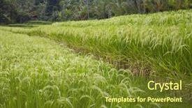  Presentation with leafy rice field - PPT theme having ripe rice fields in indonesia background and a  colored foreground