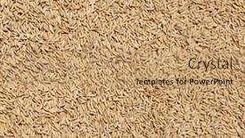 Presentation with rice grains - PPT layouts featuring ripe-rice-grains-drying background and a coral colored foreground