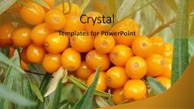  Presentation with berries - Cool new PPT theme with ripe sea buckthorn berries hippophae rhamnoides on the branch backdrop and a gold colored foreground