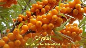  Presentation with berries - Amazing slide deck having ripe sea buckthorn berries hippophae rhamnoides backdrop and a tawny brown colored foreground