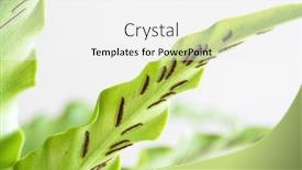  Presentation with spores - Audience pleasing PPT layouts consisting of ripe-spores-of-bird-s backdrop and a white colored foreground