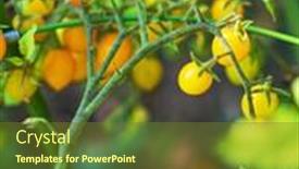  Presentation with tomato plant - PPT theme featuring ripe-tomato-plant-growing background and a tawny brown colored foreground