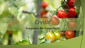  Presentation with tomato plant - PPT layouts consisting of ripe-tomato-plant-growing background and a yellow colored foreground