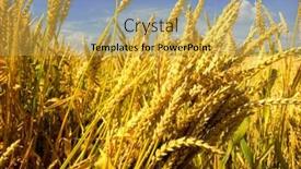  Presentation with sky blue - Theme with ripe-wheat-against-blue-sky background and a yellow colored foreground