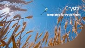  Presentation with wheat - Audience pleasing slides consisting of ripe-wheat-against-the-sky backdrop and a teal colored foreground