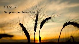  Presentation with ukraine - Colorful PPT layouts enhanced with ripe-wheat-at-sunset-south backdrop and a coral colored foreground