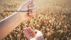  Presentation with golden light - Presentation theme with ripe-wheat-grains-in-agronomist background and a coral colored foreground